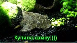 Самка анциструса