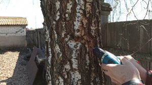 Как правильно собирать березовый сок. Часть первая