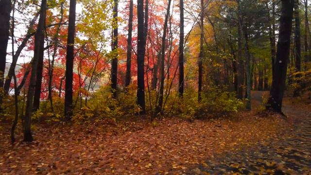 Rainy Autumn Forest Walk - New England