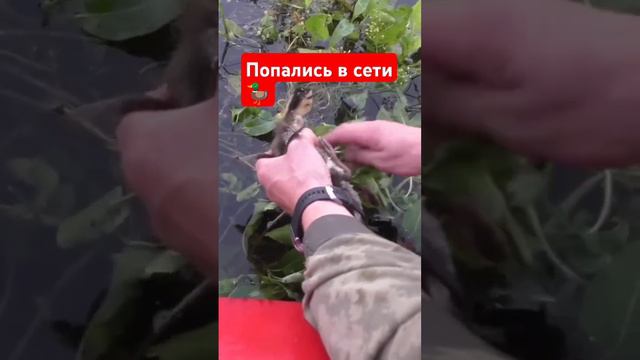 Попасть в сети браконьеров! Утка  уточка сети браконьеры #рыбалка