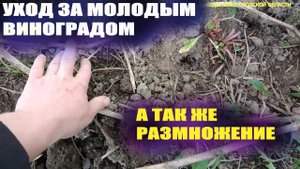 Уход за молодым виноградом.Размножение прикопкой лозы