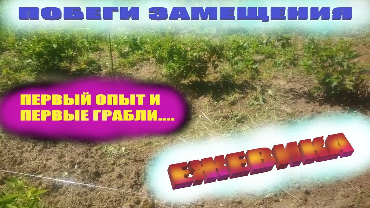 Ежевика:обрезка или что делать с ветками замещения