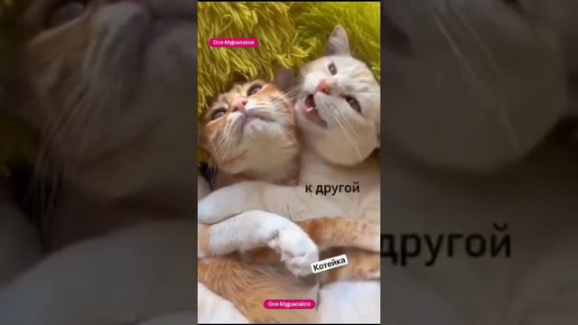 Проблемы котиков