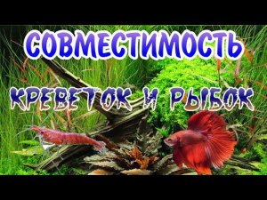 СОВМЕСТИМОСТЬ КРЕВЕТОК И АКВАРИУМНЫХ РЫБОК