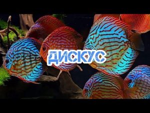 ГЛАВНОЕ О СОДЕРЖАНИЕ ДИСКУСОВ