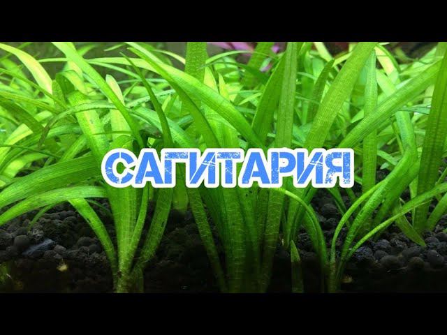 САГИТАРИЯ. СОДЕРЖАНИЕ В АКВАРИУМЕ смотреть онлайн