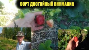 Лучшие сорта ремонтантной клубники.Сорт Крапо 10