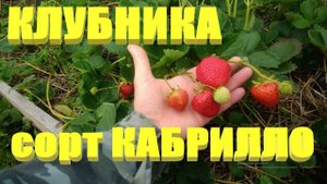 КЛУБНИКА СОРТА.Ремонтантный сорт клубники КАБРИЛЛО