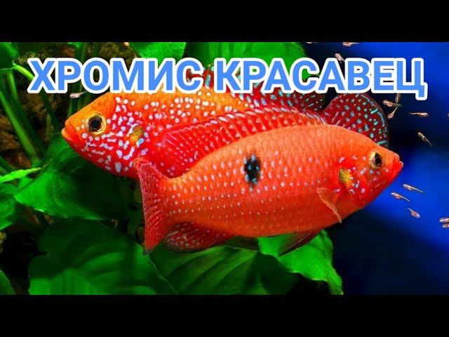 ХРОМИС КРАСАВЕЦ. СОДЕРЖАНИЕ И РАЗВЕДЕНИЕ В АКВАРИУМЕ смотреть онлайн