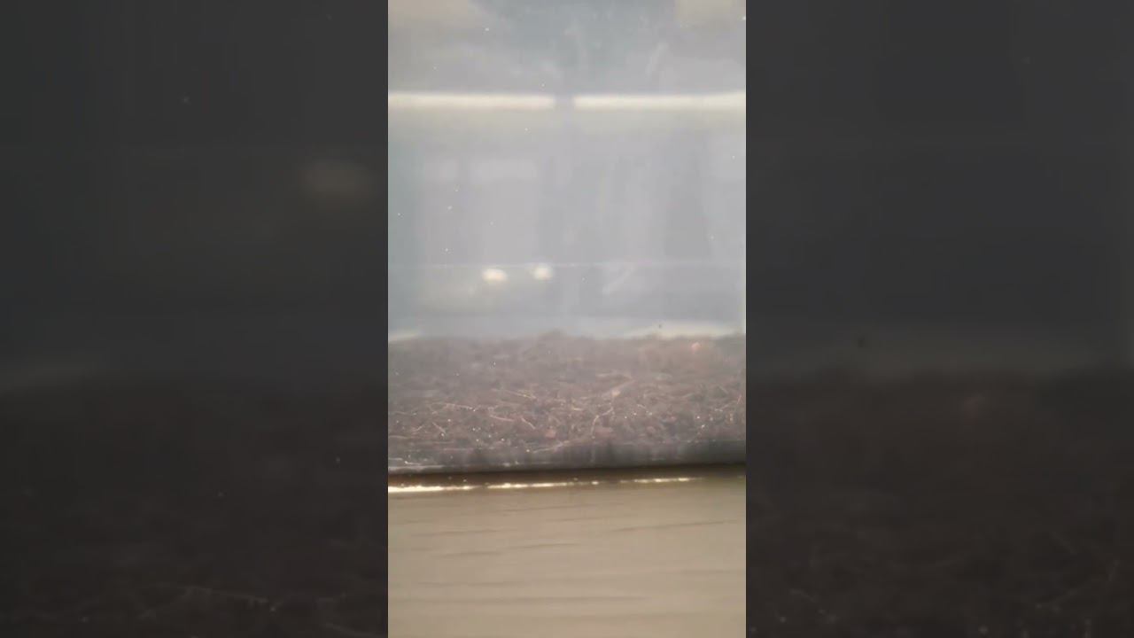 Мальки афиосемиона смотреть онлайн