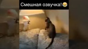 Смешная озвучка!