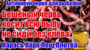 Этот Червь соберет всю Рыбу! Активация червя. Активная Насадка на Карася Карпа Леща Круглый год