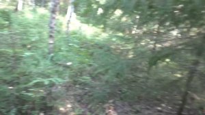 Забрались в лес В ЗАПРЕТНУЮ ЗОНУ нашли БЕЛЫЕ ГРИБЫ и ПОВСТРЕЧАЛИ ОХРАНУ!