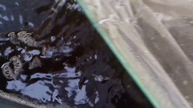 Ikan Nila Ini Luar Biasa || Sukses Budidaya Ikan Nila Di Kolam Terpal