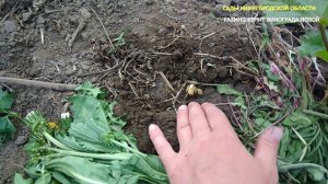 Размножение винограда лозой.Размножение винограда прикопом
