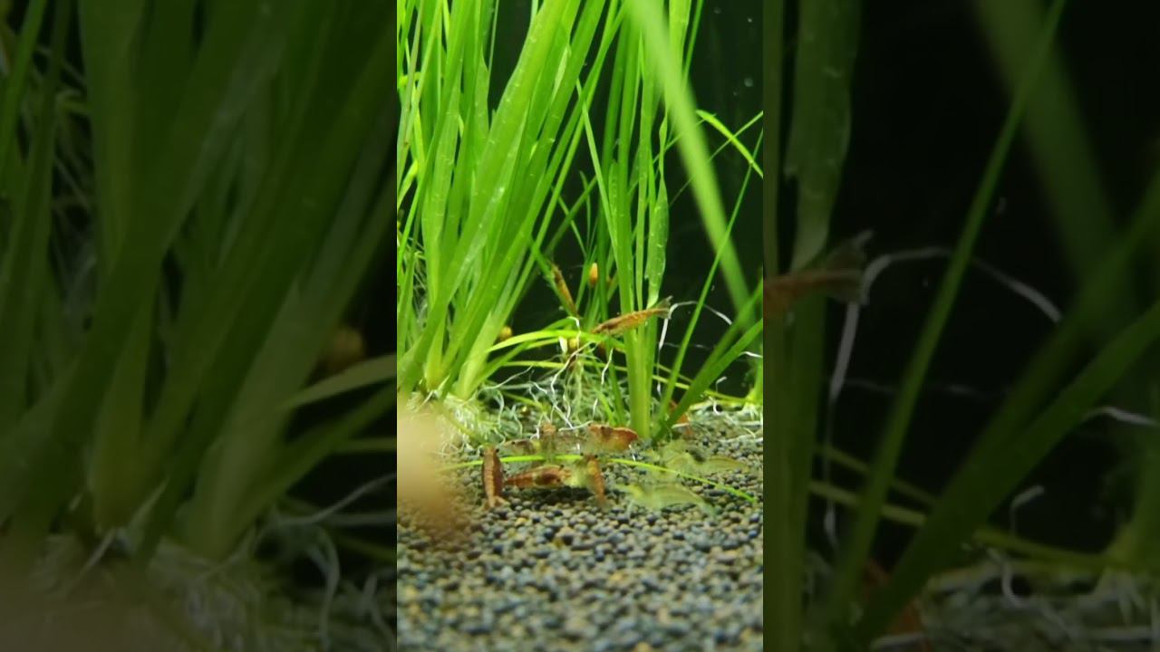 А у нас обед смотреть онлайн