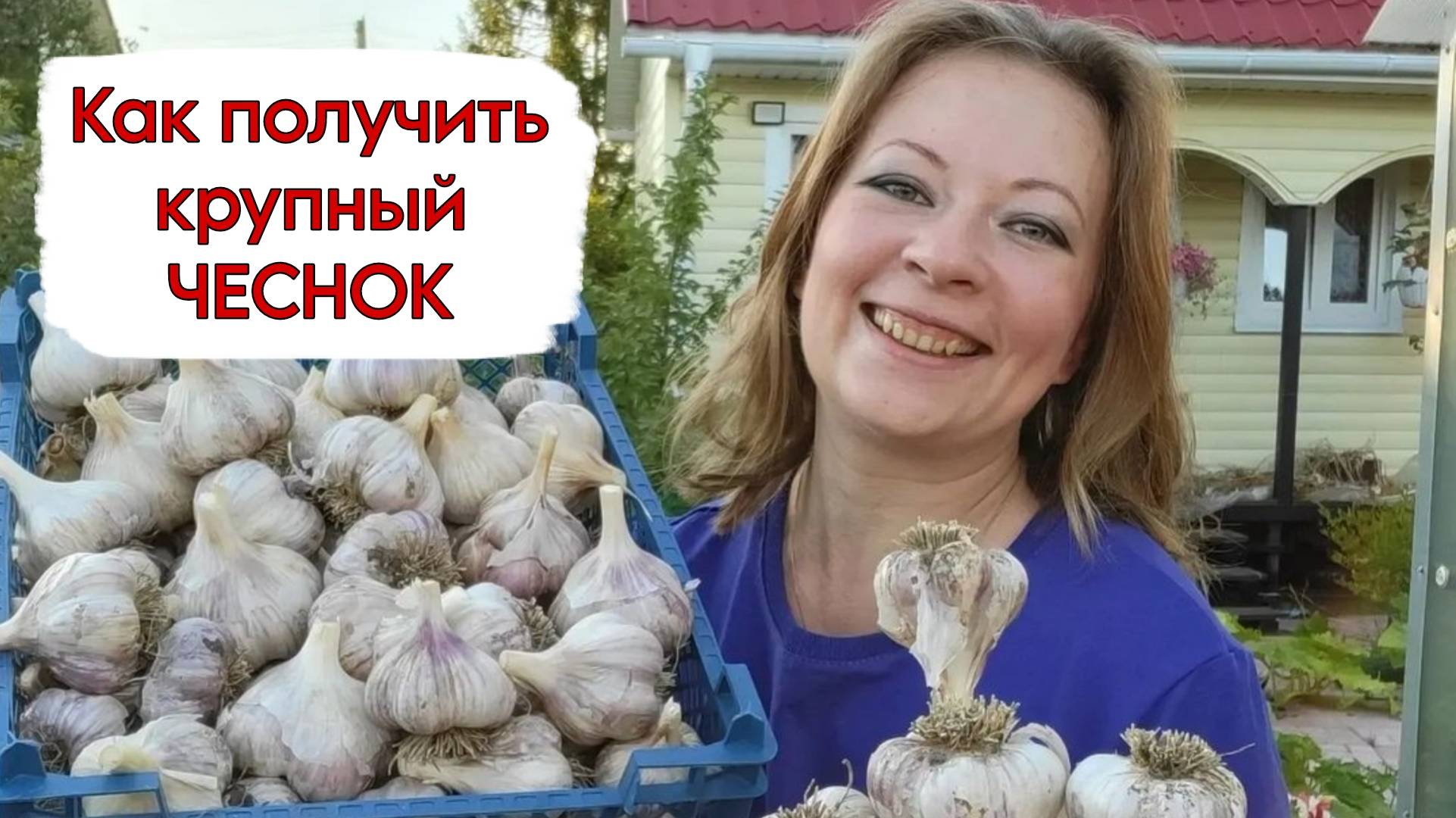 КАК ПОЛУЧИТЬ КРУПНЫЙ ЧЕСНОК