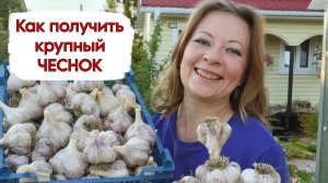 КАК ПОЛУЧИТЬ КРУПНЫЙ ЧЕСНОК