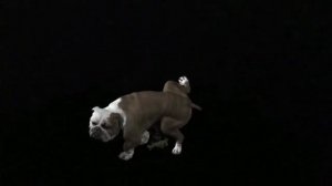 Specials Effects For Video Black Screen Animal and Zoo Escape