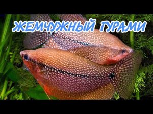 ЖЕМЧУЖНЫЙ ГУРАМИ. СОДЕРЖАНИЕ И РАЗВЕДЕНИЕ.