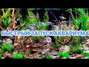 ЧТО НУЖНО ДЛЯ БЫСТРОГО ЗАПУСКА АКВАРИУМА