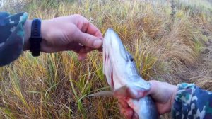 Давно не ЛОВИЛ столько ЩУК! Миша растроился упустил ЩУКУ!