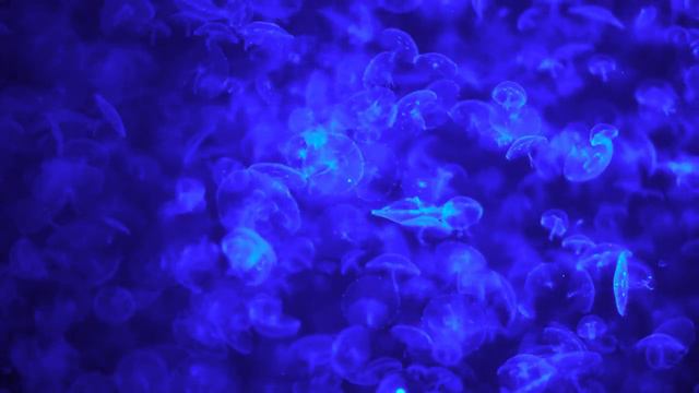 Удивительный аквариум с Медузами смотреть онлайн