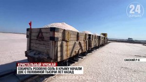 В этом году в Крыму планируют собрать около 15 тысяч тонн розовой соли