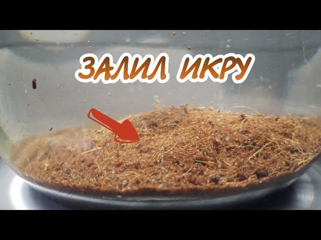 Залил икру Афиосемиона Гарднера и получил Это !? смотреть онлайн