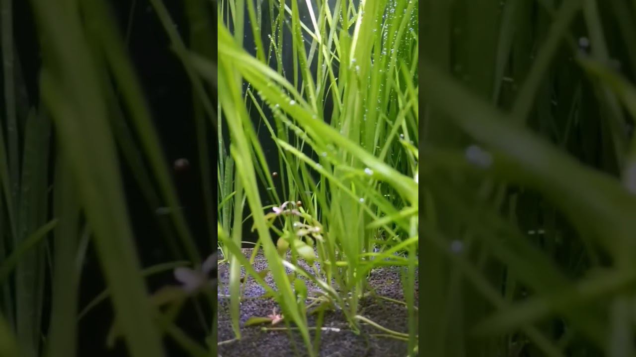 Кубик зарастает смотреть онлайн