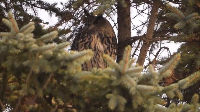 Oehoe in het Lauwersmeer (2014) смотреть онлайн