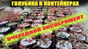 Голубика в контейнерах зимой в открытом грунте