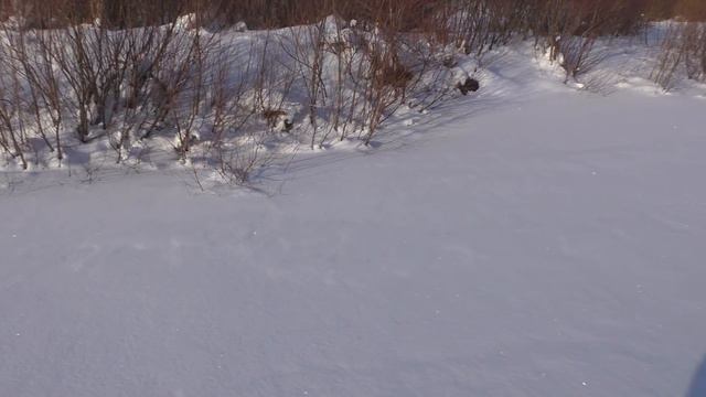 ВЕЧЕРНЯЯ РЫБАЛКА на реке ОКЕ! ПОСТАВИЛ ЖЕРЛИЦЫ!