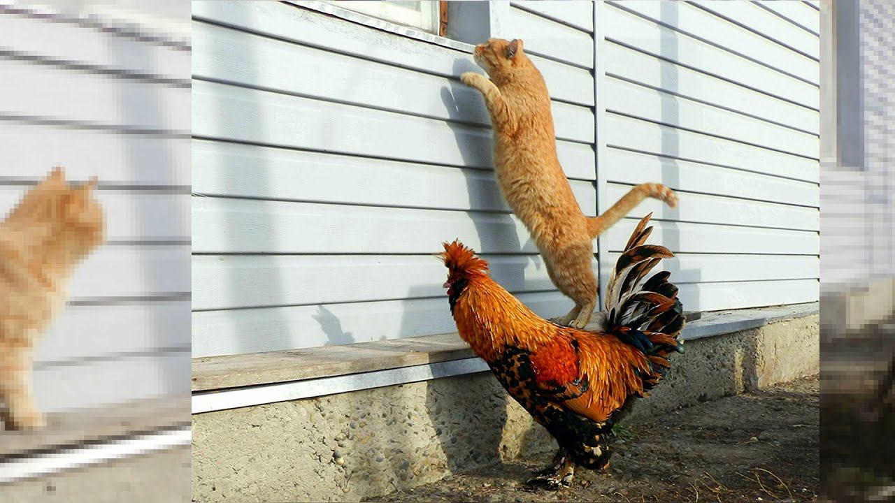Siberian Farm cats and Pavlovskiy Rooster История фотки Рыжик и петушок  2011 Кот и петух