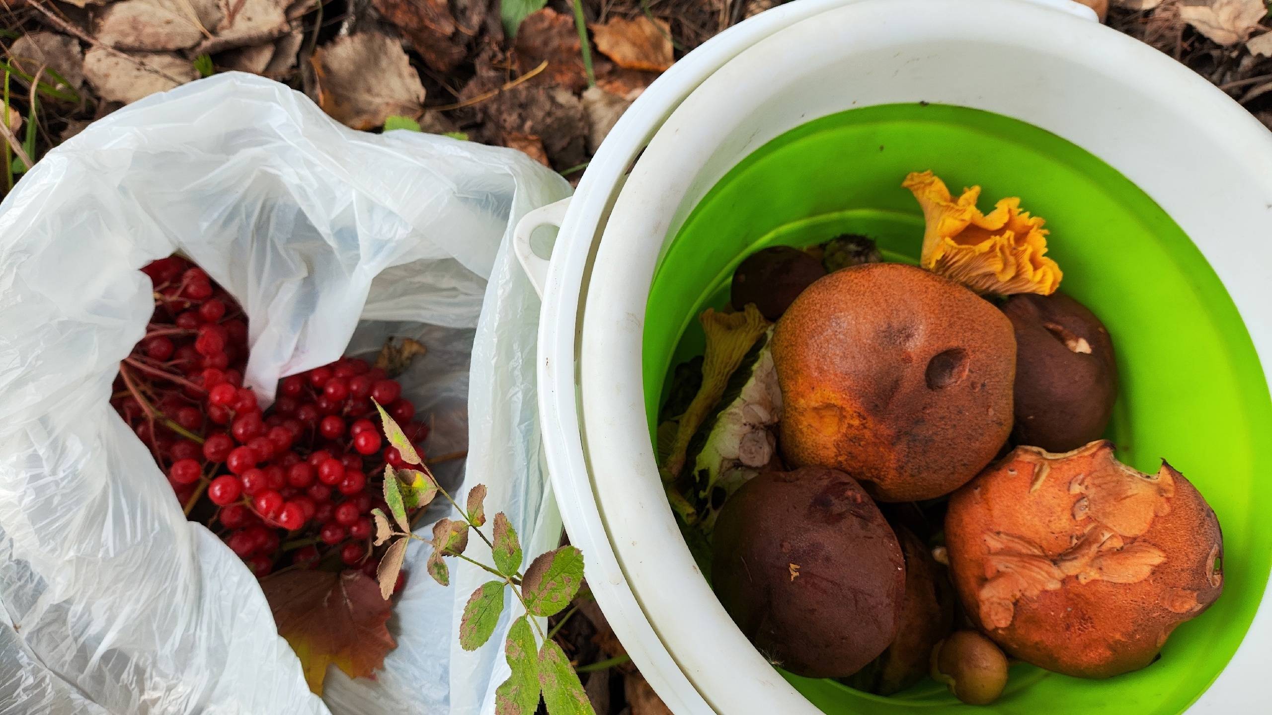 По грибы в лес 26 сент 2024 смотреть онлайн