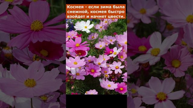 Какие цветы лучше всего сеять под зиму