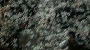 The Five Day Week Straw People - Sunday Morning?