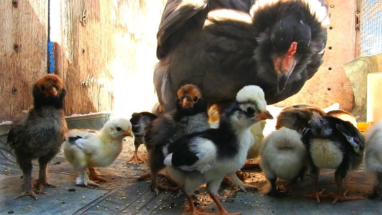 Курица Араукана  с цыплятами, наседка  Chicken with young chicks Pavlovskaia Altai  bentam