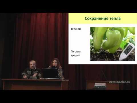 Выращивание перцев