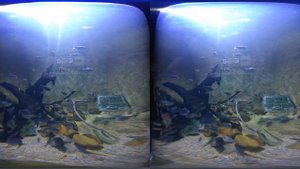 3D The Wonderful World of Ocean  Aquarium VR Videos 3D SBS Google Cardboard VR Experience VR Box_108