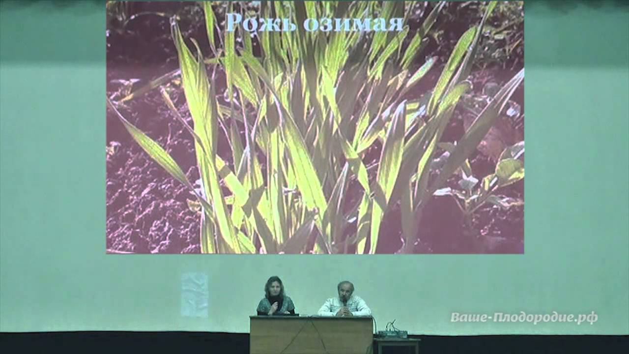 Сидераты, мульча и компания