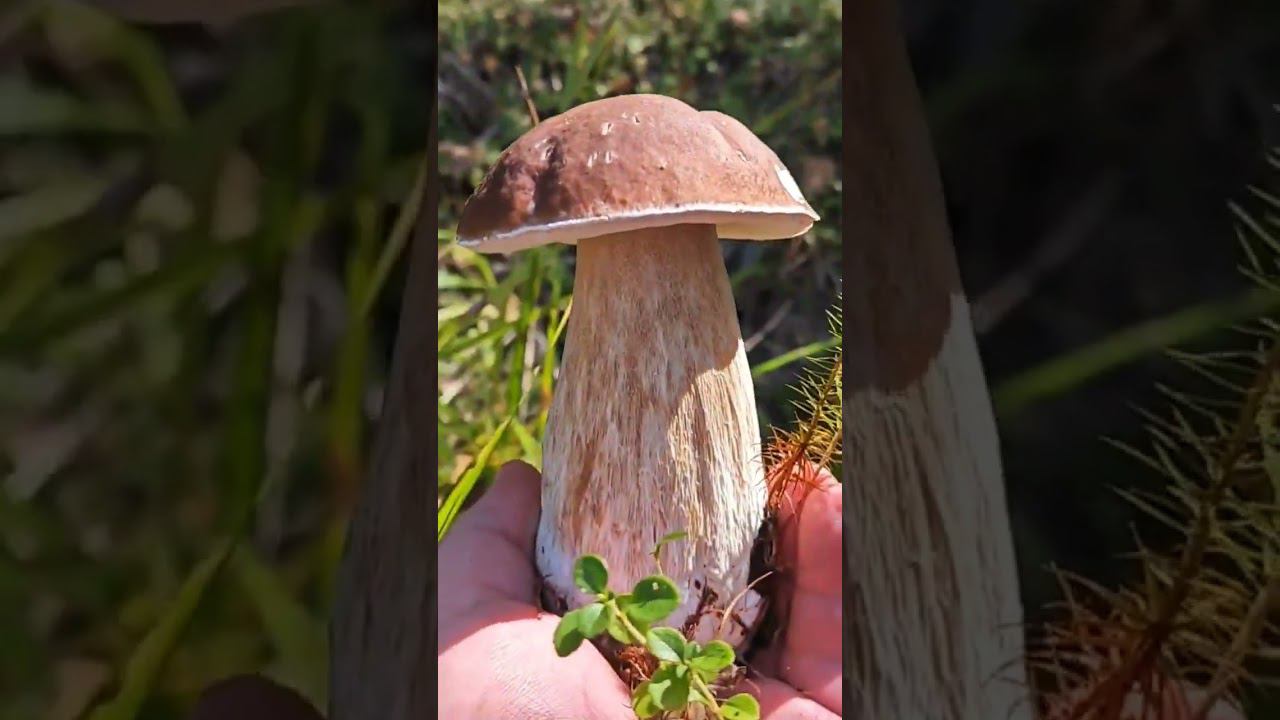 #грибнойсезон #тихаяохота #грибник #съедобныегрибы #грибыподмосковья #белыйгриб #грибы2023 смотреть онлайн