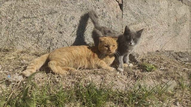 Котята в добрые руки