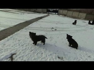 8 неДолматинцев