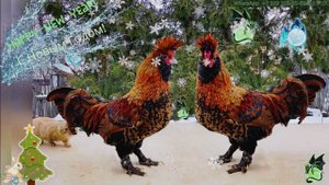 Новогоднее настроение,танго, Павловские #куры, New Year mood, #Pavlovskie_chickens, #Rooster Sings