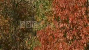 Lake Of Tears - So Fell Autumn Rain