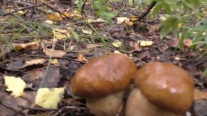 Ушли с женой в лес и НАБРАЛИ КОРЗИНУ БЕЛЫХ ГРИБОВ! Жена просто ТАЛИСМАН!