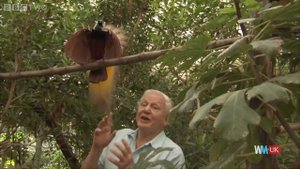Top 10 David Attenborough Moments