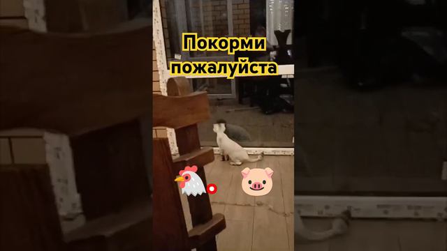 Кормили кота ?