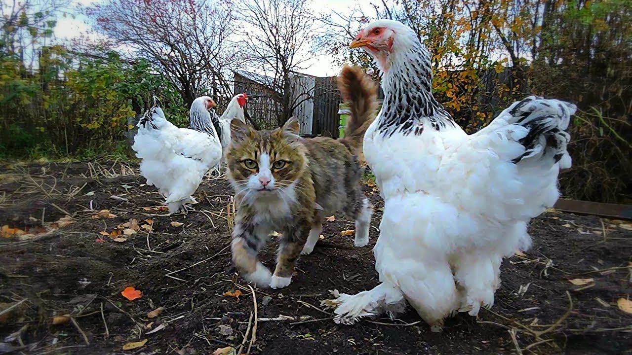 #Koshlandia Siberian Farm cats  and chickens Кот да  петух